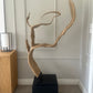 Unique Organic Teak Root Sculpture on Custom Plinth
