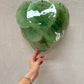 Murano Sconce - VISTOSTI GREEN