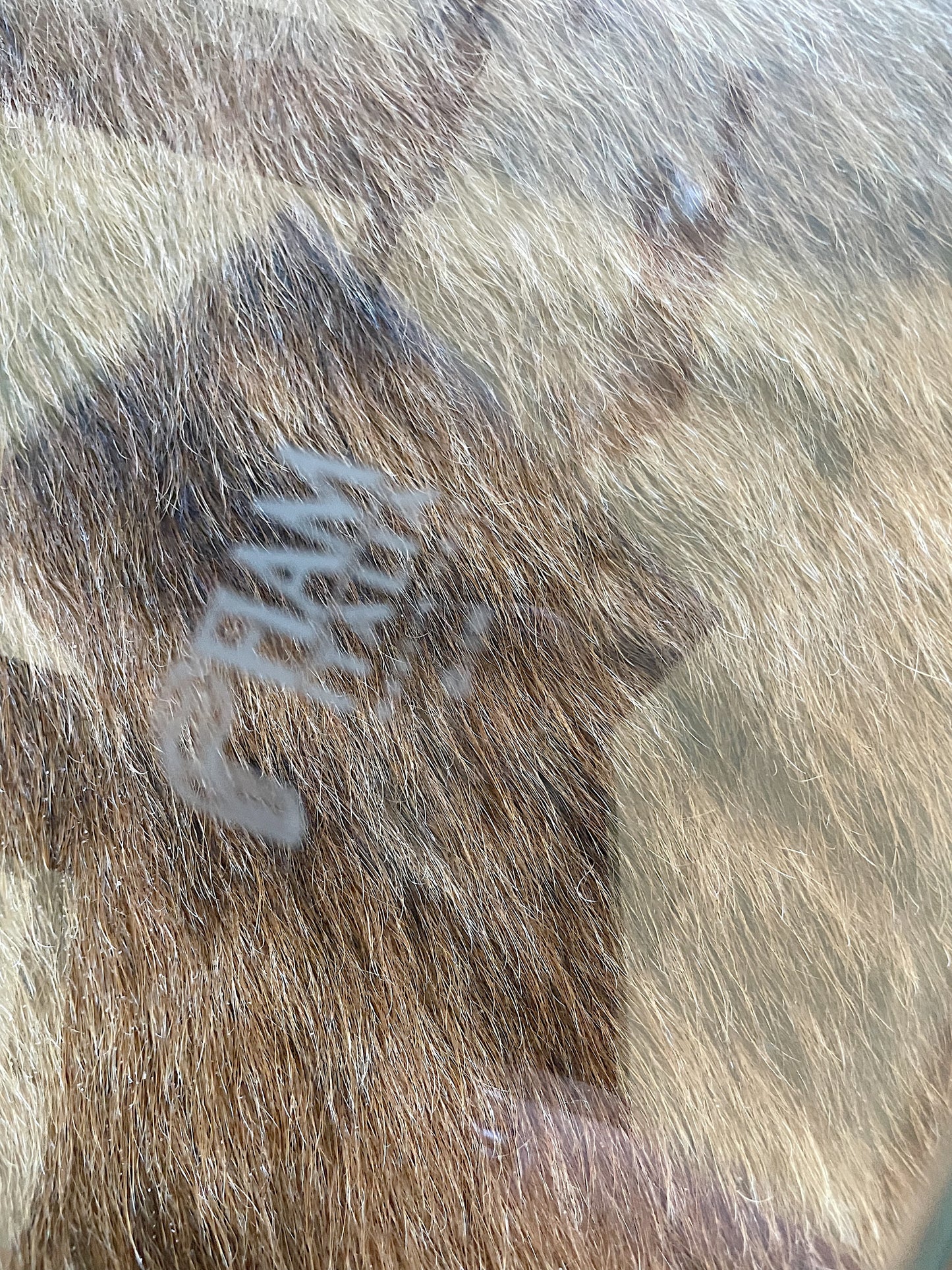 Fiam Italia Curved Glass Coffee Table with Magazine Rack