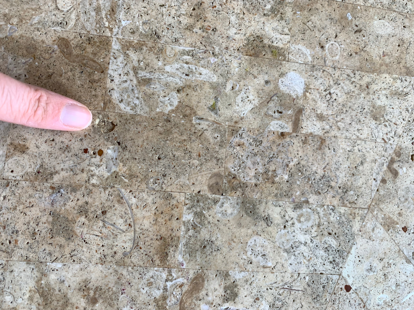Tessellated Fossil Dining Table