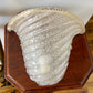 - Vintage Murano ‘Shell’ Sconce, Italy