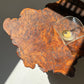 - Vintage Freeform Burl Coffee Table